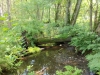Impressionen aus Lychen Sommer 2019
