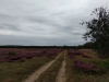 Impressionen aus Lychen Sommer 2019