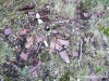 mull1