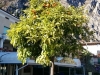 023limone