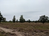 Impressionen aus der Tangersdorfer Heide 2019