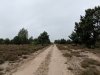 Impressionen aus der Tangersdorfer Heide 2019