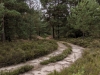 Impressionen aus der Tangersdorfer Heide 2019