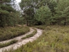 Impressionen aus der Tangersdorfer Heide 2019