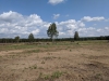 Impressionen aus der Tangersdorfer Heide 2019