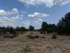 Impressionen aus der Tangersdorfer Heide 2019