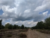 Impressionen aus der Tangersdorfer Heide 2019