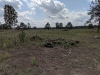 Impressionen aus der Tangersdorfer Heide 2019
