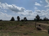 Impressionen aus der Tangersdorfer Heide 2019